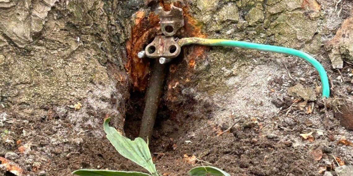 Denuncian "actos vandálicos" contra árboles en Canido y piden una investigación