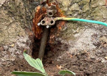 Denuncian "actos vandálicos" contra árboles en Canido y piden una investigación