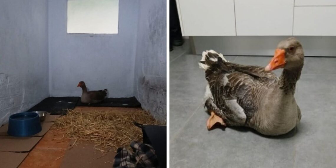 El emotivo rescate de Feliciana, una oca que encontraron casi inmóvil en Vigo