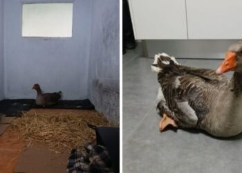 El emotivo rescate de Feliciana, una oca que encontraron casi inmóvil en Vigo