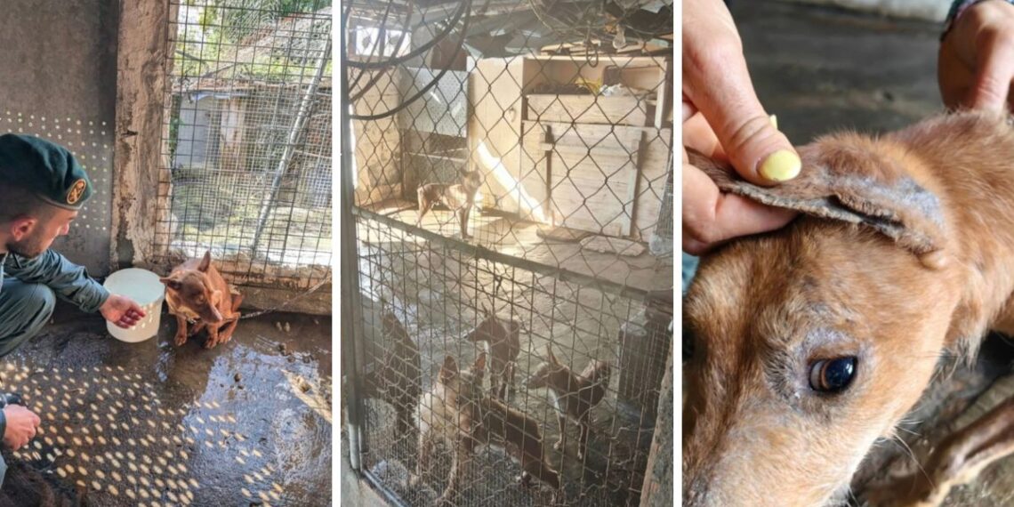 Retiran 22 perros a una persona en O Morrazo al encontrarse los animales en "pésimas" condiciones