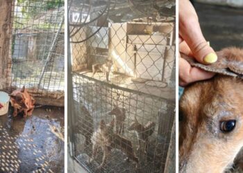 Retiran 22 perros a una persona en O Morrazo al encontrarse los animales en "pésimas" condiciones