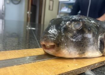 Una investigación de Vigo advierte de la presencia de pez globo en Galicia, un riesgo por sus toxinas