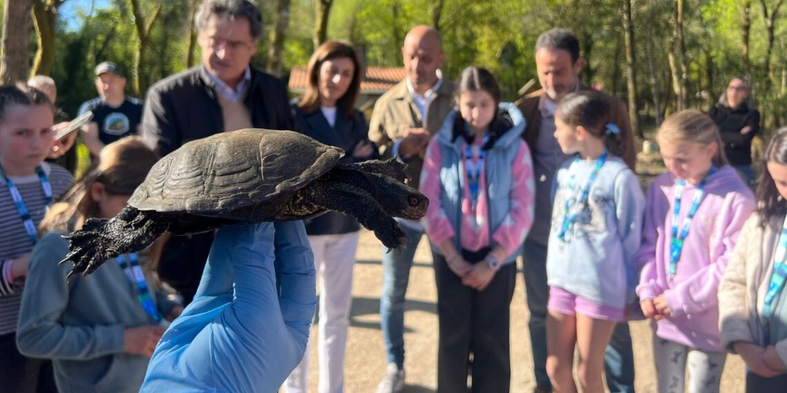Devuelven a un espacio natural de O Porriño ocho ejemplares de una especie en peligro de extinción