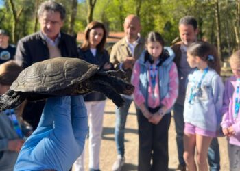 Devuelven a un espacio natural de O Porriño ocho ejemplares de una especie en peligro de extinción