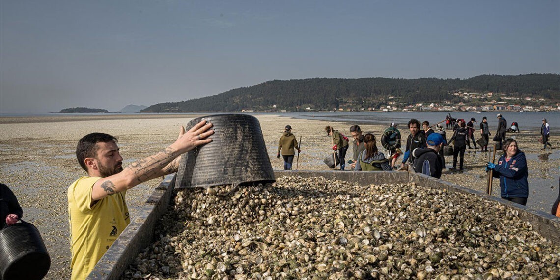 El sector del marisqueo gallego, en alerta por la mortandad derivada de las lluvias