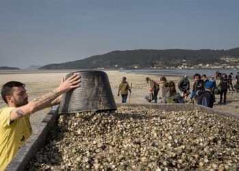 El sector del marisqueo gallego, en alerta por la mortandad derivada de las lluvias