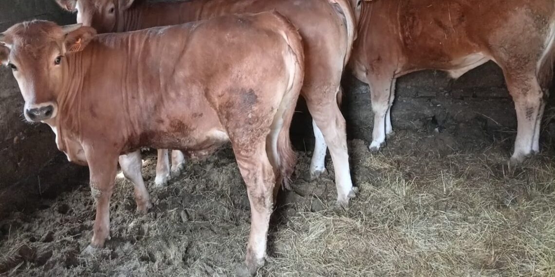 Un buey de casi 250 kilos, el gran atractivo de una nueva fiesta gastronómica en el área de Vigo