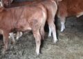 Un buey de casi 250 kilos, el gran atractivo de una nueva fiesta gastronómica en el área de Vigo