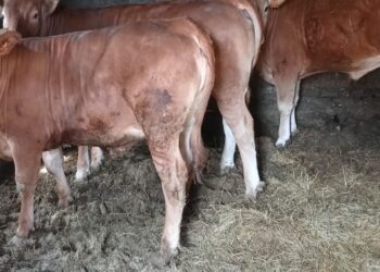 Un buey de casi 250 kilos, el gran atractivo de una nueva fiesta gastronómica en el área de Vigo
