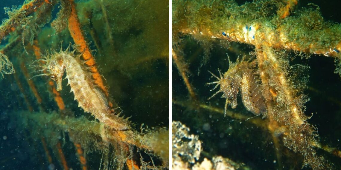 Una pareja de caballitos de mar se instala en tiempo récord en el Puerto de Vigo