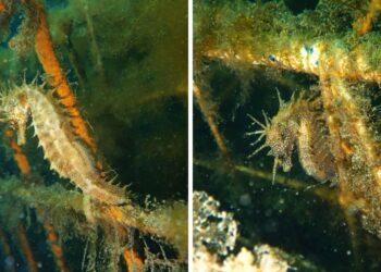 Una pareja de caballitos de mar se instala en tiempo récord en el Puerto de Vigo