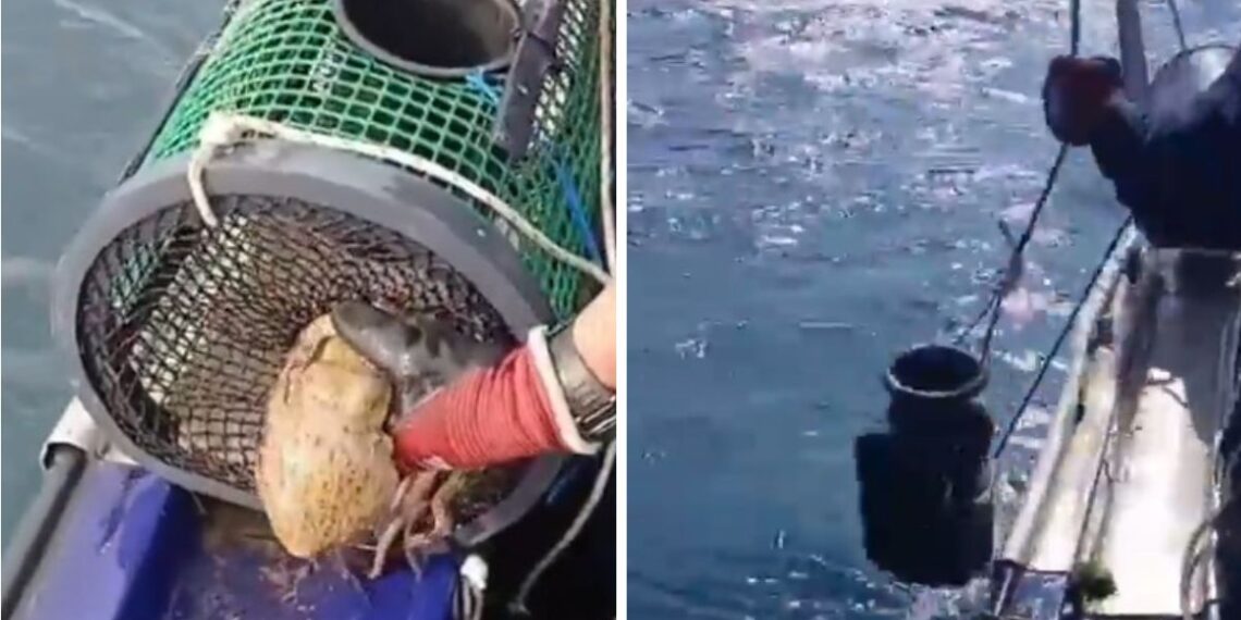 Gardacostas decomisó 44 kilos de pulpo y 11 de centollo en las rías de Vigo y Arousa