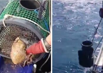 Gardacostas decomisó 44 kilos de pulpo y 11 de centollo en las rías de Vigo y Arousa