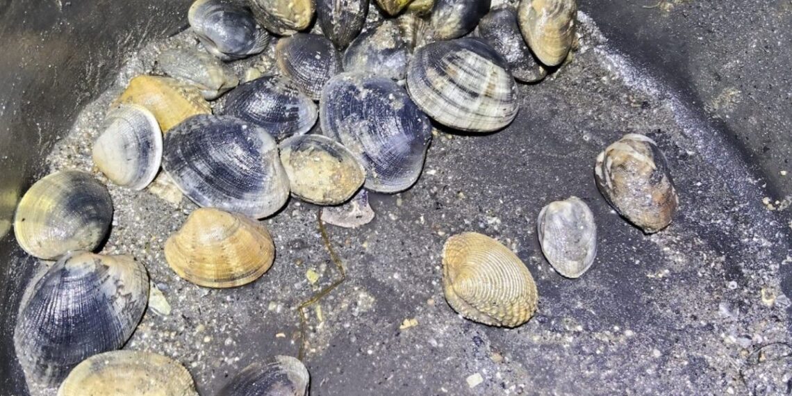 Denunciados dos mariscadores furtivos de Vigo por extraer almeja de forma ilegal en arenales de Teis