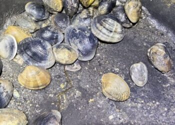 Denunciados dos mariscadores furtivos de Vigo por extraer almeja de forma ilegal en arenales de Teis
