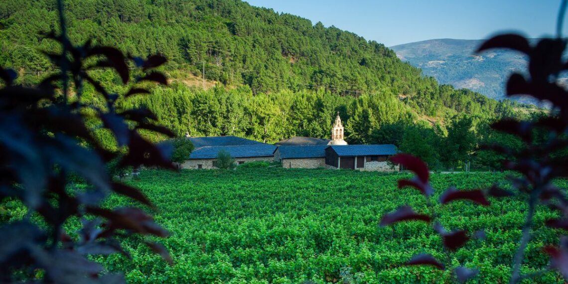 Las bodegas de Galicia abrirán sus puertas con catas, conciertos, experiencias termales y buses