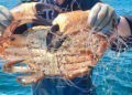 Golpe al furtivismo, Gardacostas incauta 225 kilos de pescado y marisco entre Corrubedo y Baiona