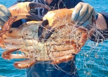 Golpe al furtivismo, Gardacostas incauta 225 kilos de pescado y marisco entre Corrubedo y Baiona