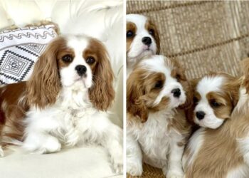 Inditex se enamora de una perrita de Vigo y la convierte en su nuevo rostro de marca