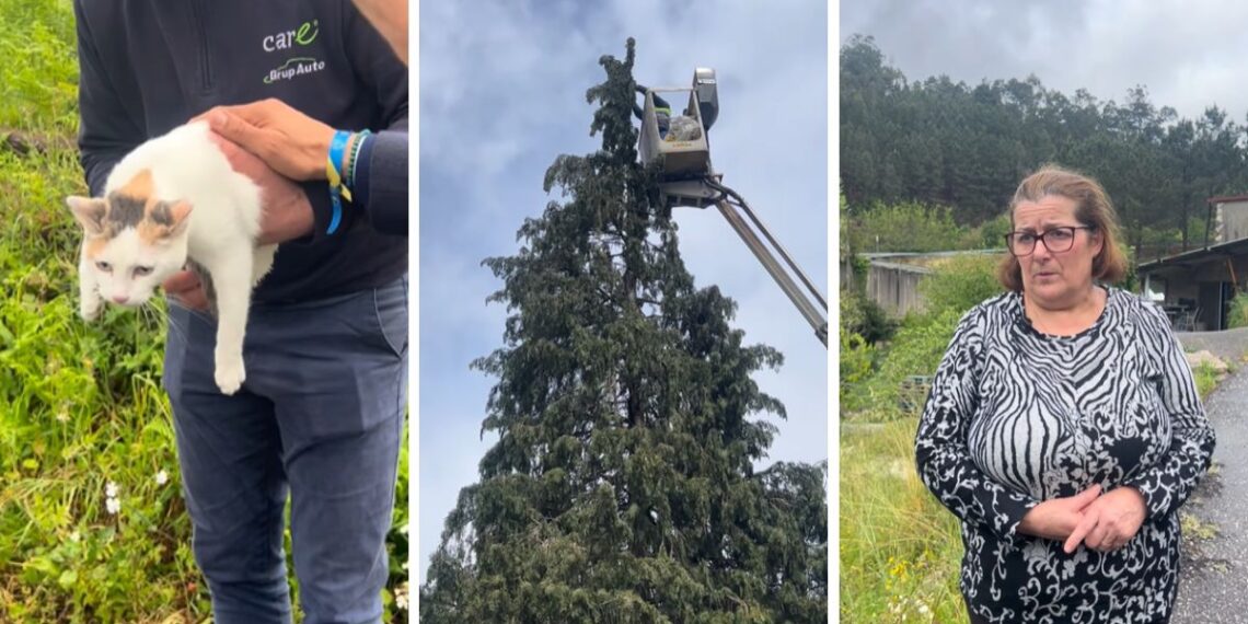 Operación rescate por una gata a 15 metros de altura en O Porriño