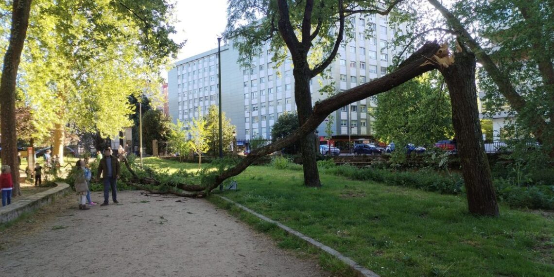 Susto en Vigo por la caída de un árbol junto a un parque infantil lleno de familias