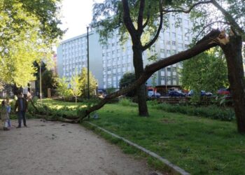 Susto en Vigo por la caída de un árbol junto a un parque infantil lleno de familias