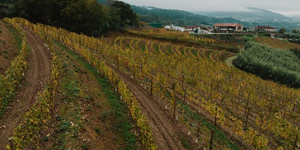 Ofrecen varias rutas de autobús desde Vigo para descubrir grandes bodegas de Galicia: rutas y fechas