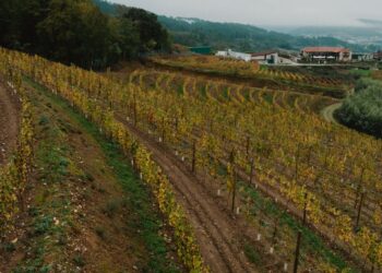 Ofrecen varias rutas de autobús desde Vigo para descubrir grandes bodegas de Galicia: rutas y fechas
