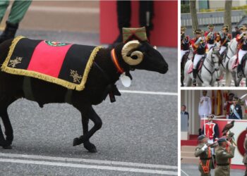 Las mejores fotos del accidentado desfile militar de Vigo, del borrego Baraka a la caballería real