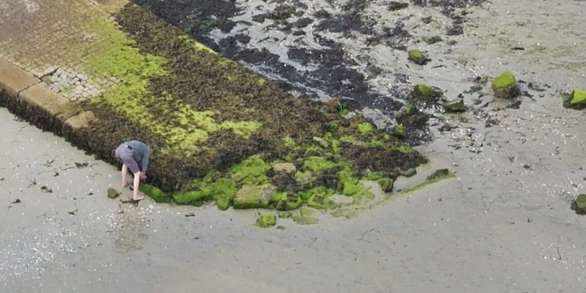 Nuevo golpe al furtivismo, pillado en una playa de Vigo cogiendo almejas y escondiéndolas