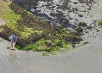 Nuevo golpe al furtivismo, pillado en una playa de Vigo cogiendo almejas y escondiéndolas