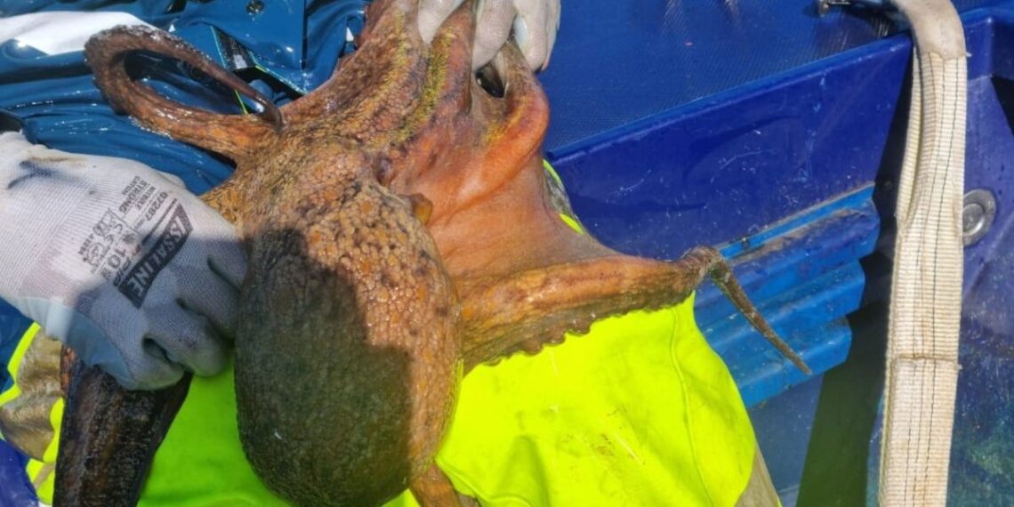 Incautados 42 kilos de pulpo y 100 kilos de pescado en la costa gallega, incluido en Vigo