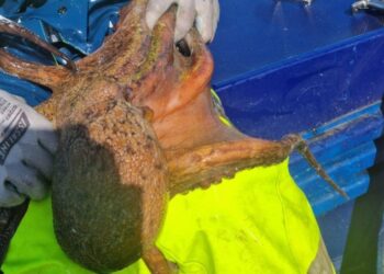 Incautados 42 kilos de pulpo y 100 kilos de pescado en la costa gallega, incluido en Vigo