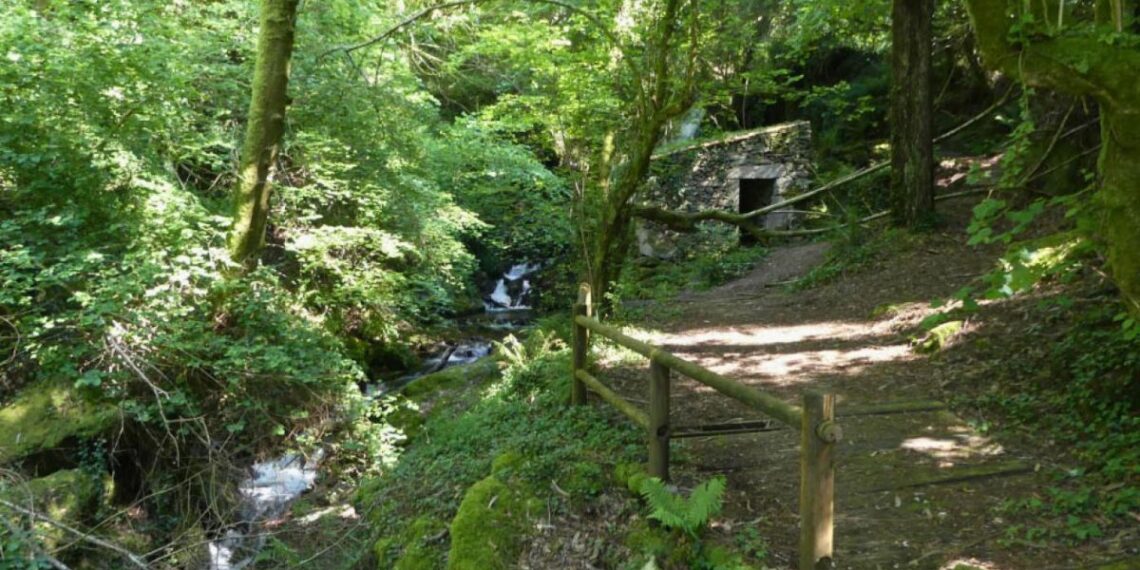 Organizan una ruta botánica en Vigo para descubrir los secretos a lo largo del río Eifonso