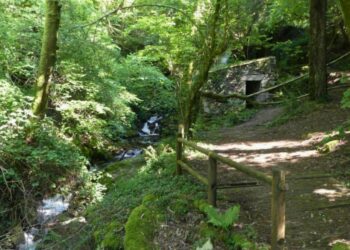 Organizan una ruta botánica en Vigo para descubrir los secretos a lo largo del río Eifonso