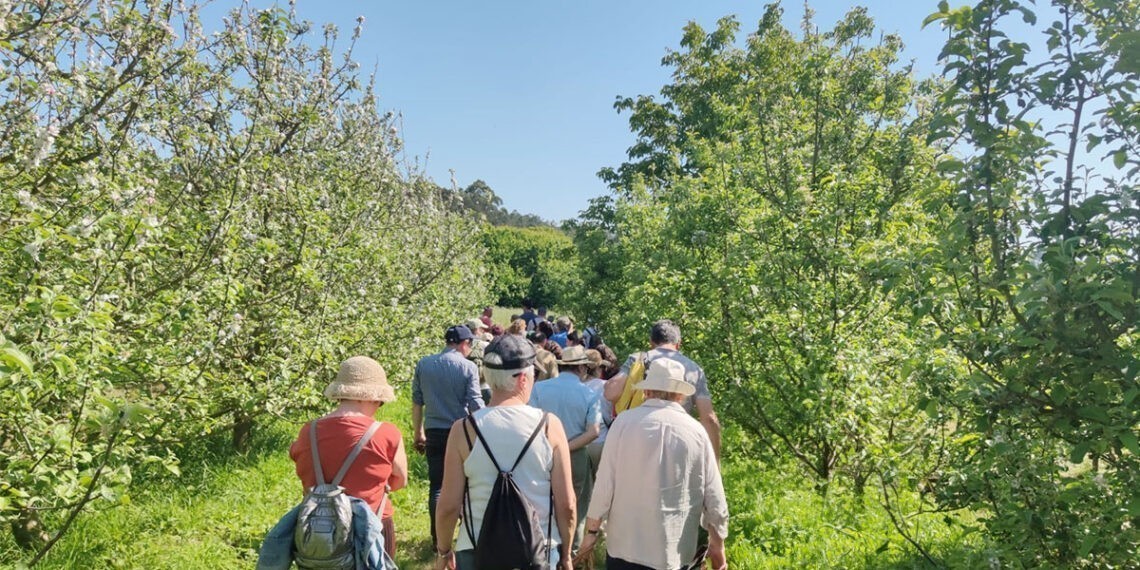 Vuelven las rutas gratuitas de Maceiras en Flor, con catas de sidra y visitas a espacios únicos