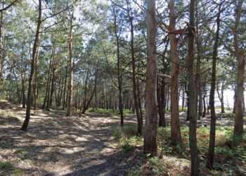 Encuentran el cuerpo de un hombre en avanzado estado de descomposición en Nigrán