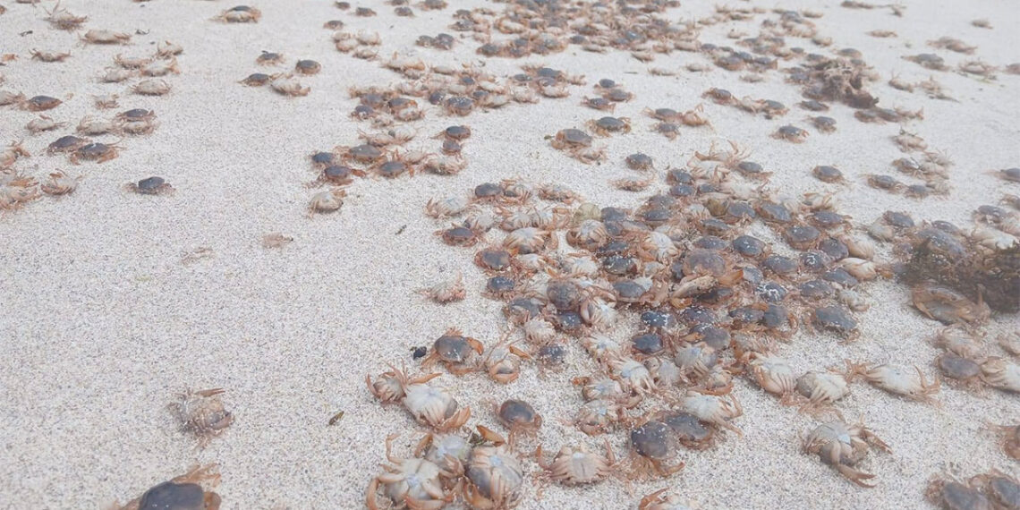 Una "invasión" de miles patexos en Cíes, Ons y Sálvora sorprende cubriendo las playas