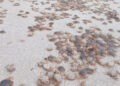 Una "invasión" de miles patexos en Cíes, Ons y Sálvora sorprende cubriendo las playas