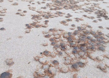 Una "invasión" de miles patexos en Cíes, Ons y Sálvora sorprende cubriendo las playas