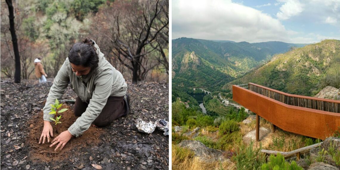 El paraíso verde de Galicia recupera un mirador único calcinado por los incendios del verano