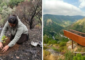 El paraíso verde de Galicia recupera un mirador único calcinado por los incendios del verano
