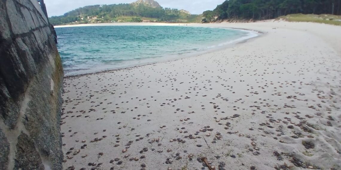 Las Cíes se convierten en el escenario de un llamativo fenómeno natural, una nueva invasión de 'patexos'