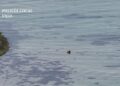 Cazan a un furtivo reincidente extrayendo de forma ilegal almejas en una playa de Vigo