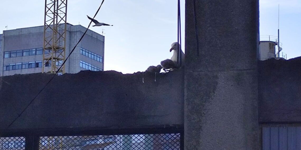 "Chiña", la gaviota de Vigo que bloquea el próximo paso del Barrio do Cura