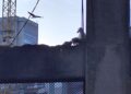 "Chiña", la gaviota de Vigo que bloquea el próximo paso del Barrio do Cura