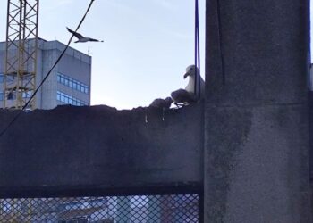 "Chiña", la gaviota de Vigo que bloquea el próximo paso del Barrio do Cura
