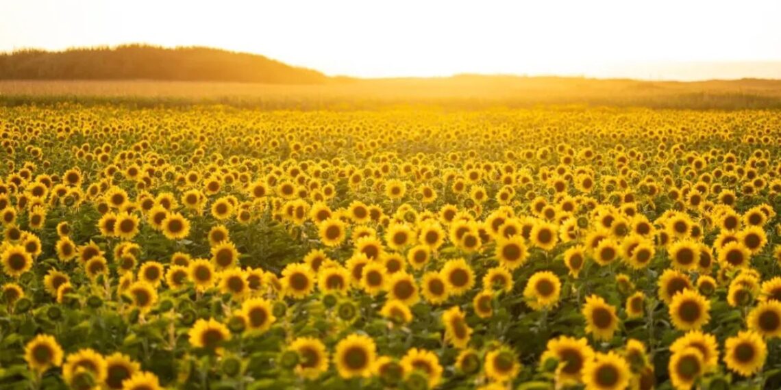 Reabre un espectacular campo de girasoles gratis en el norte de Portugal, escapada perfecta desde Galicia