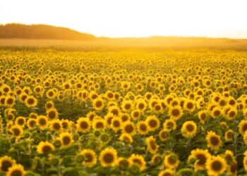 Reabre un espectacular campo de girasoles gratis en el norte de Portugal, escapada perfecta desde Galicia